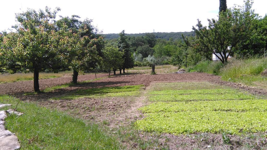 Agriturismo Bosco Fiorito Villa Múggia Buitenkant foto